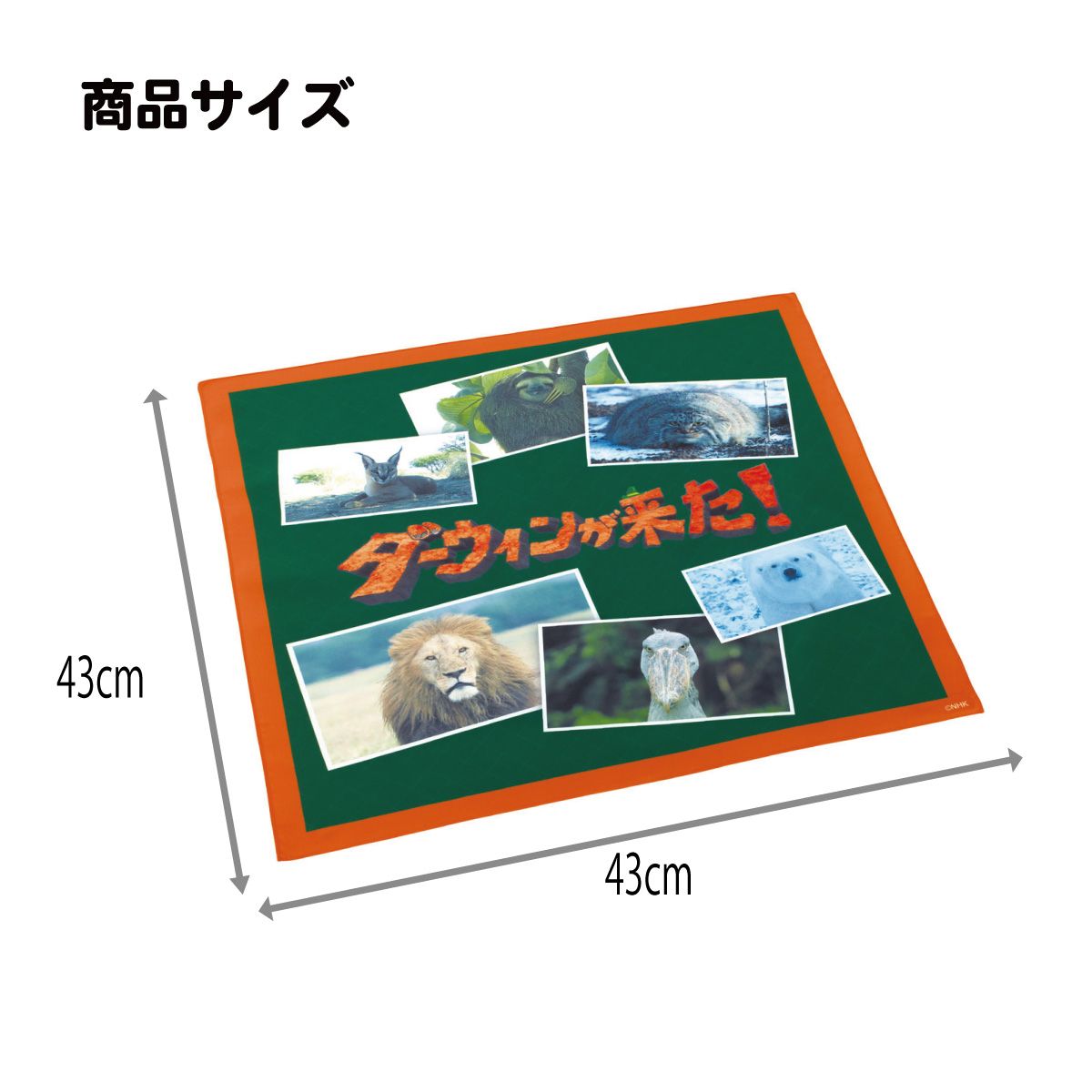 スケーター ランチクロス 風呂敷 クロス キャラクター ランチョンマット 日本製 お弁当包み skater KB4SN ダーウィンが来た！ グッズ【キッズ 子供 子ども かわいい 可愛い 小学校 幼稚園】