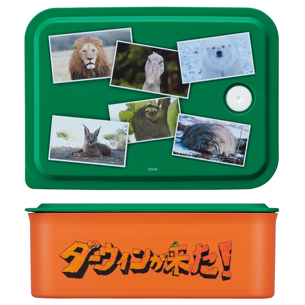 スケーター お弁当箱 700ml ランチボックス M 1段 環境に配慮した バイオマス おしゃれ 大人 skater PL70B ダーウィンが来た！ グッズ【レンジ対応 食洗機対応 洗いやすい シンプル 弁当箱】