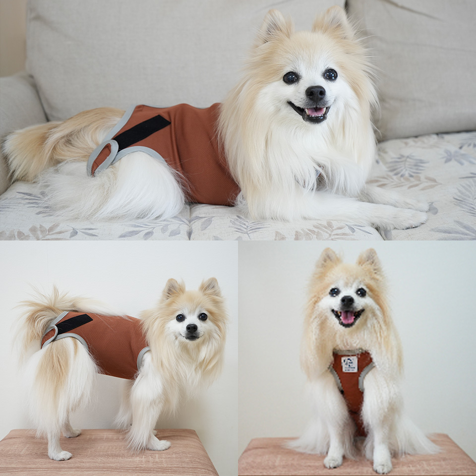【メール便対象品】 ペット用 術後服 犬 女の子用 4号 ブラウン  大阪公立大学との共同開発 PETCF2 スケーター メス 雌【服 抗菌 消臭 手術後 ウェア いぬ わんちゃん 肌にやさしい 着せやすい 傷なめ 防止 傷口 保護 茶】