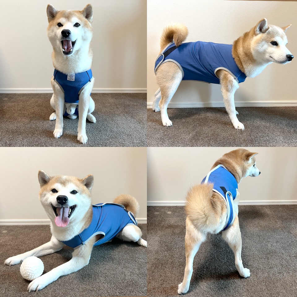 【メール便対象品】 ペット用 術後服 犬 男の子用 5号 ネイビー 大阪公立大学との共同開発 PETCM3 スケーター オス 雄【服 抗菌 消臭 手術後 ウェア いぬ わんちゃん 肌にやさしい 着せやすい 傷なめ 防止 傷口 保護 紺】