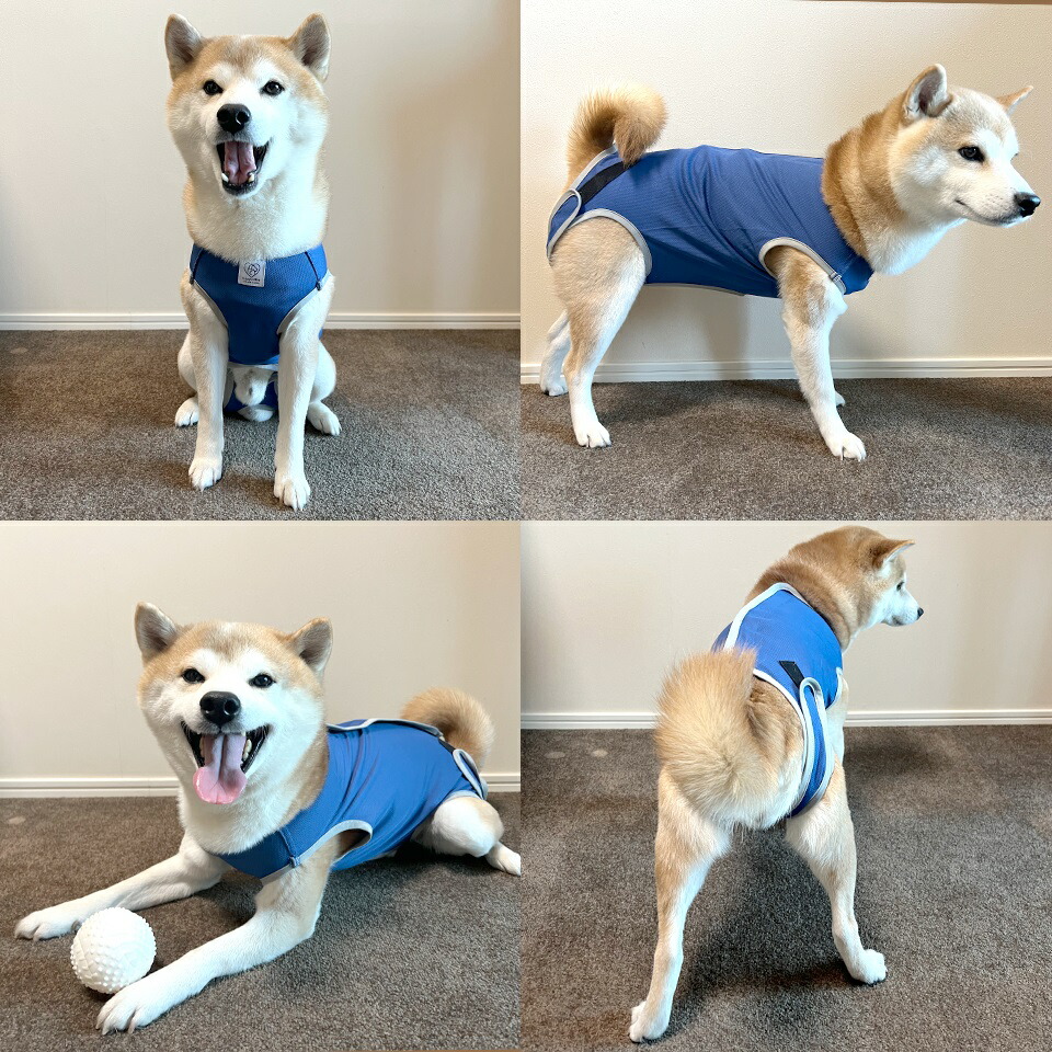 【メール便対象品】 ペット用 術後服 犬 男の子用 6号 ネイビー 大阪公立大学との共同開発PETCM4 スケーター オス 雄【服 抗菌 消臭 手術後 ウェア いぬ わんちゃん 肌にやさしい 着せやすい 傷なめ 防止 傷口 保護 紺】